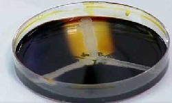 Starch Hydrolysis Test